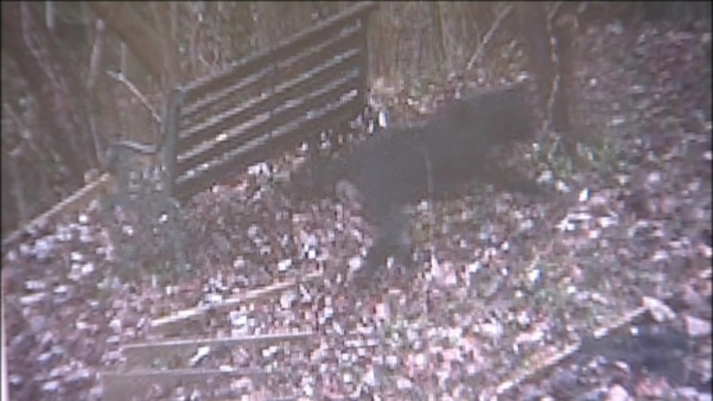 Spotted 'big cat' in Gloucestershire ITV News West Country