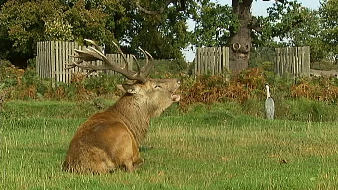 is-it-legal-to-shoot-a-deer-from-your-house