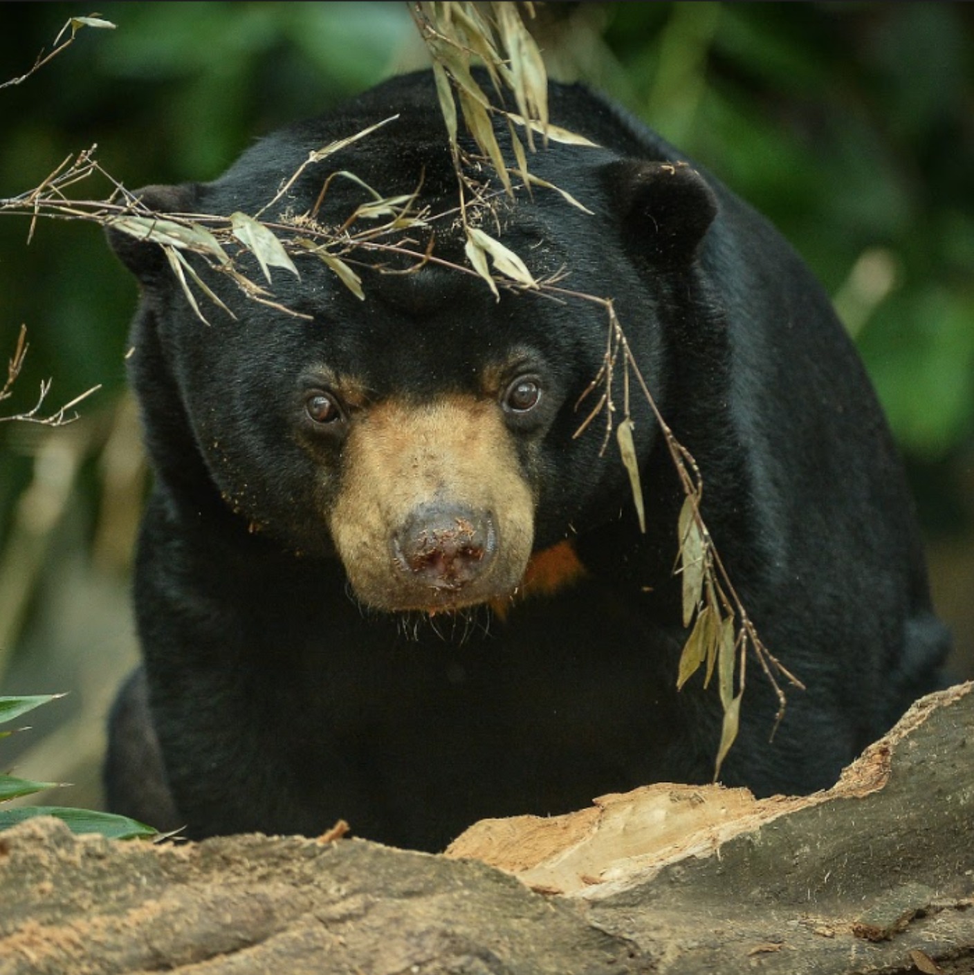 Chester Zoo boosts regionu0027s economy by almost £50m  ITV News Granada