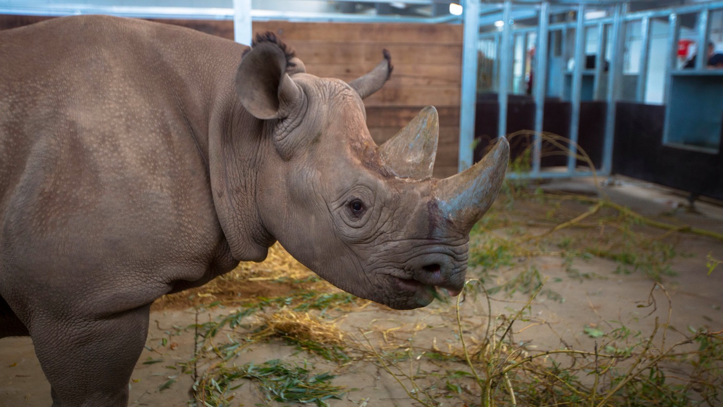 Resort in North Yorkshire welcomes new rhino | ITV News Tyne Tees