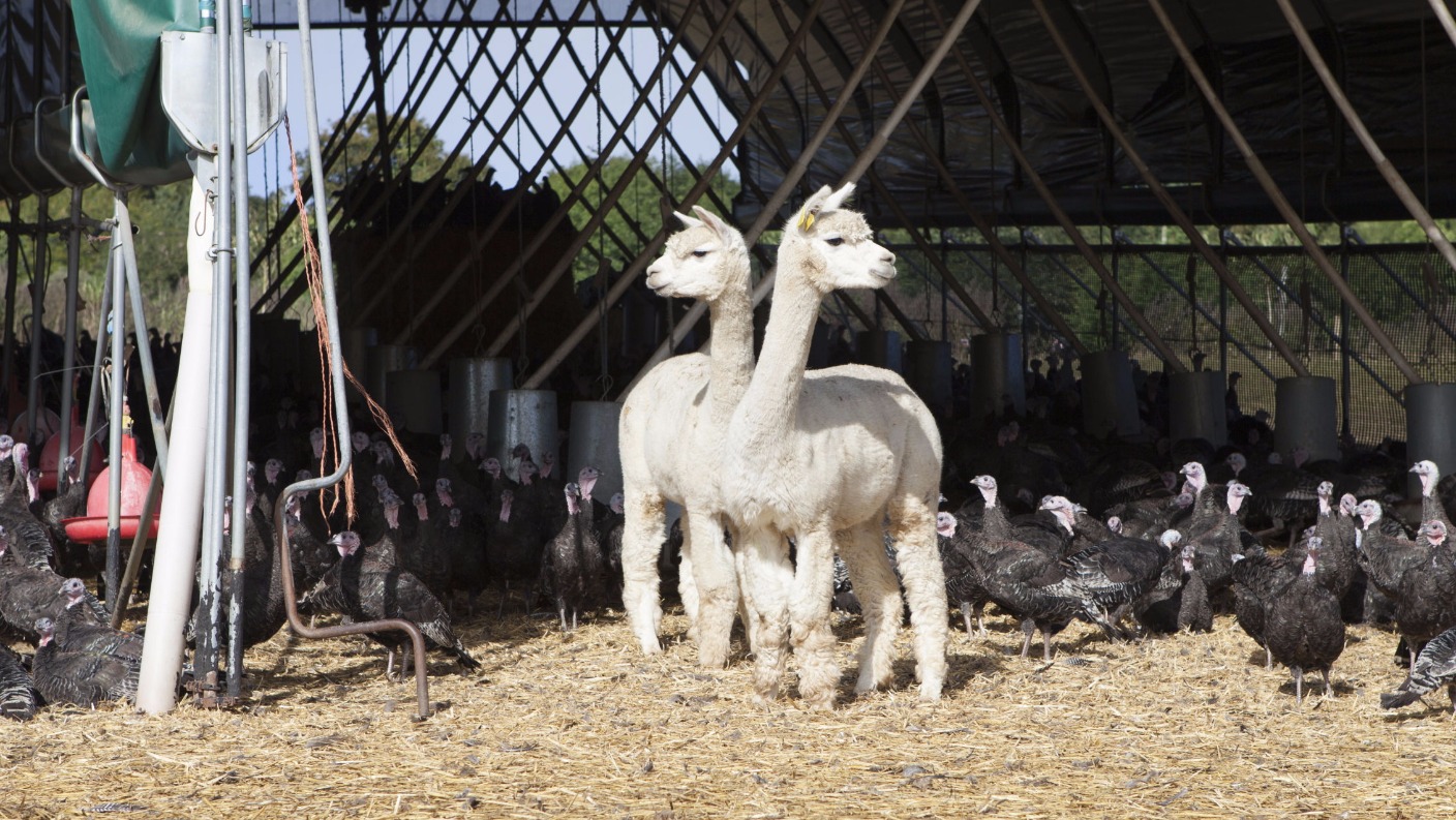 The Guard Alpacas Protecting Farms Free Range Turkeys From Killer Foxes Itv News 6912