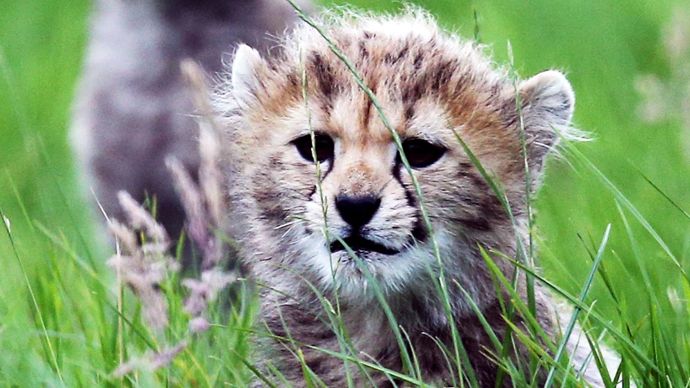Seven cheetah cubs make their UK debut | ITV News