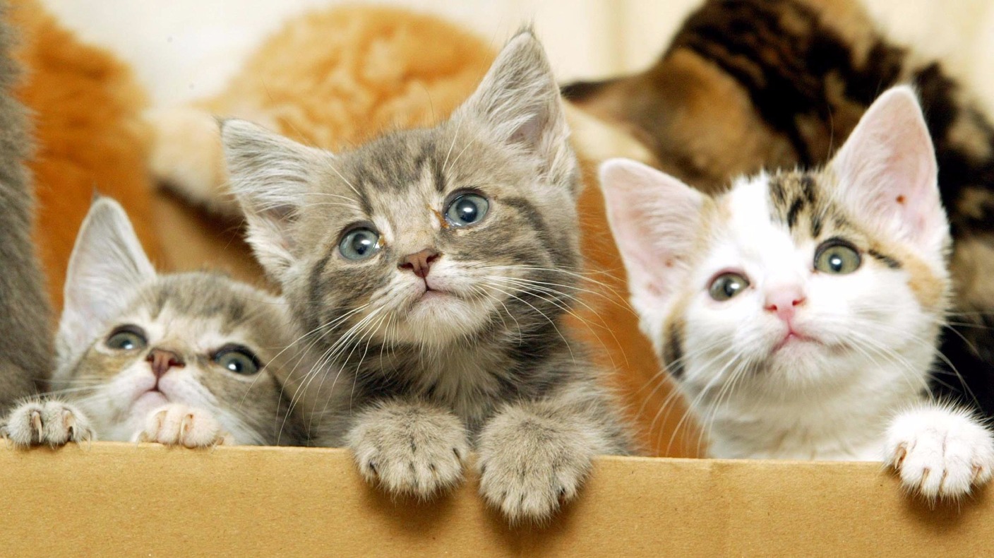 Pin On All Things Animal