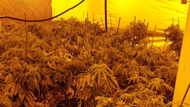 Sheffield cannabis farm