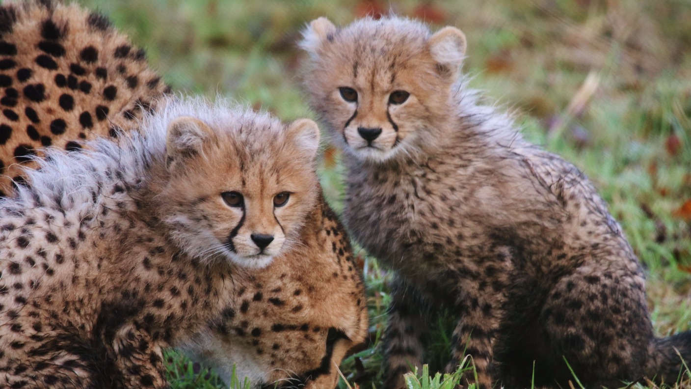 Rare cheetah cubs take first steps outside | ITV News West Country