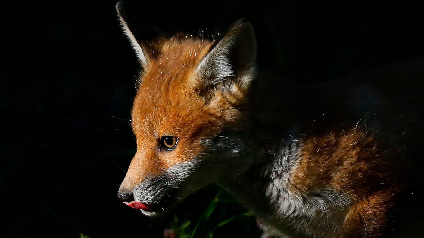 9,000 people sign petition calling for a ban on fox culling in London ...