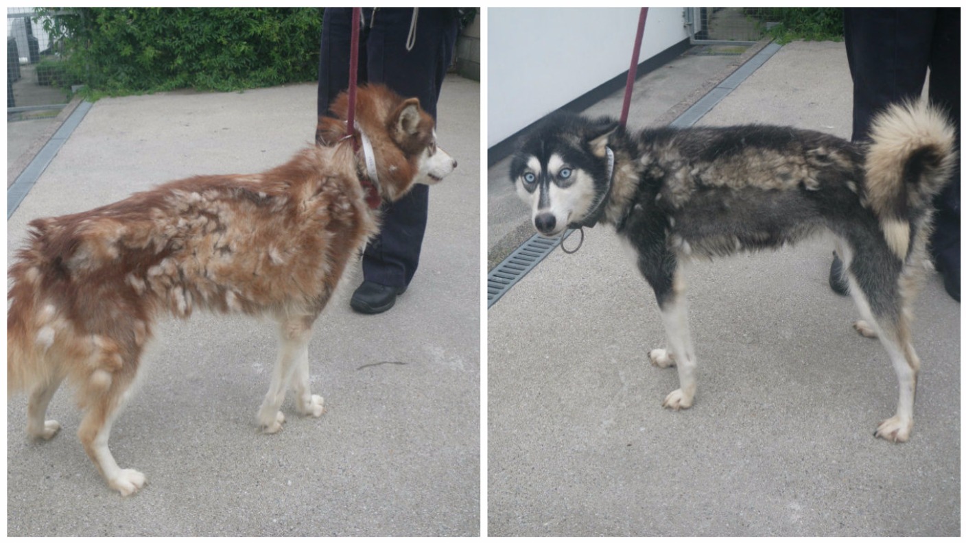 Couple banned from keeping dogs after 'thinnest huskies ever seen