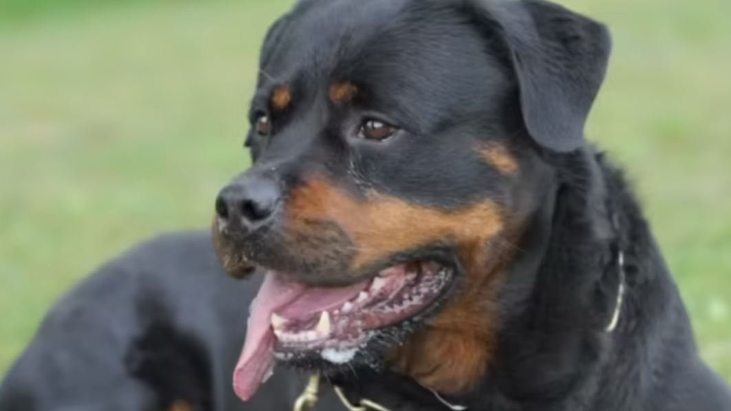 what is a rottweiler bite force for kids