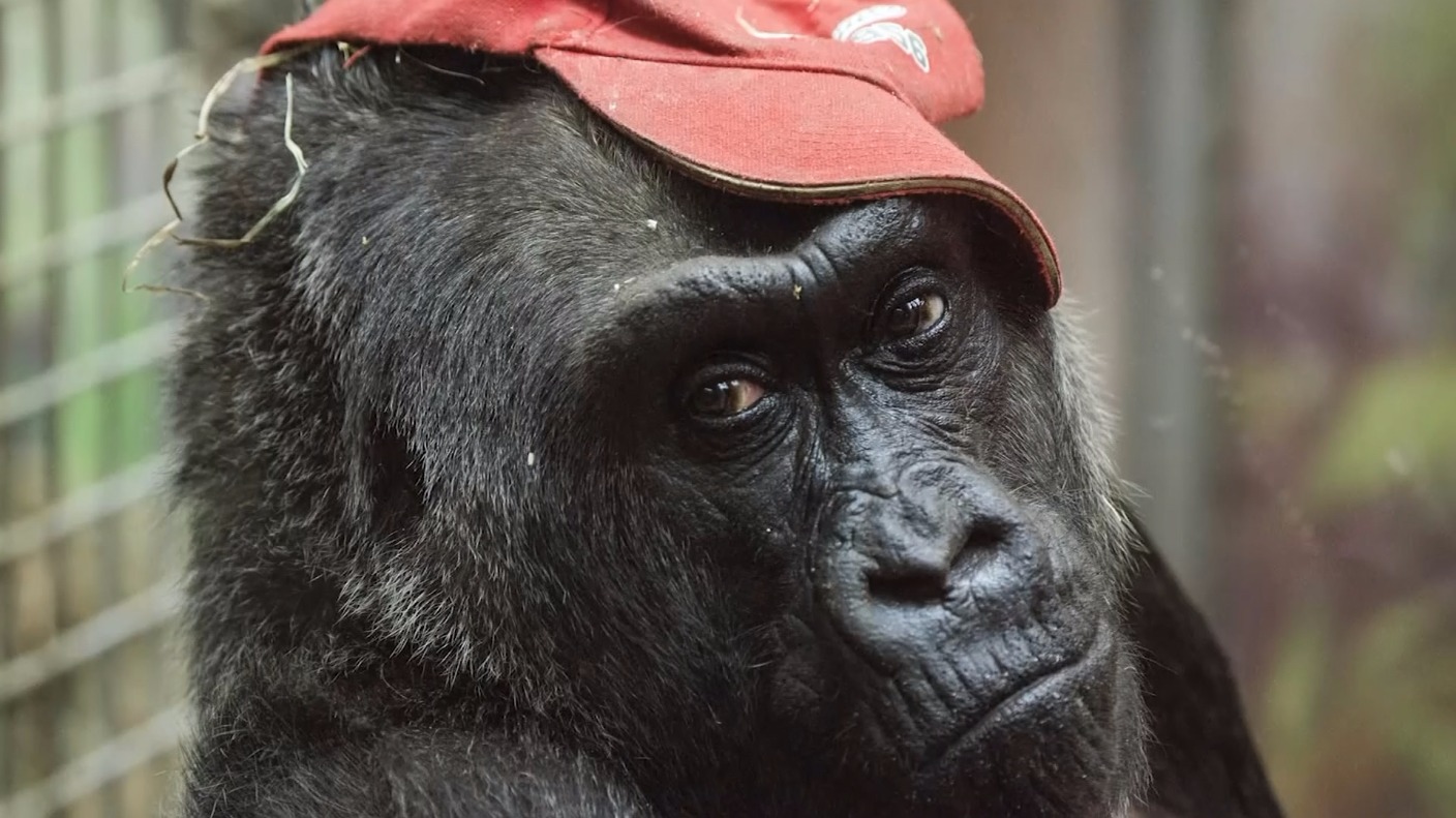 Colo was fond of baseball caps.