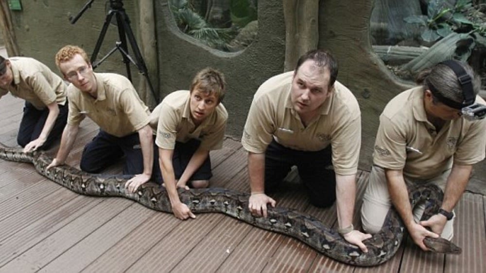 Britain's biggest snake gets health check at Chester Zoo | ITV