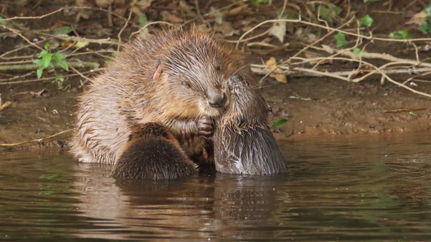 Beaver kits first born in Britain for hundreds of years ITV News West