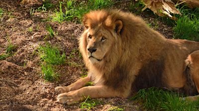 Suffolk pride: The lions have returned to their home after a spell at Whipsnade