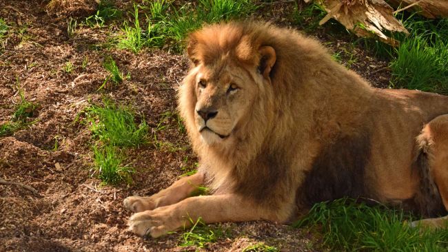 Suffolk pride: The lions have returned to their home after a spell at Whipsnade
