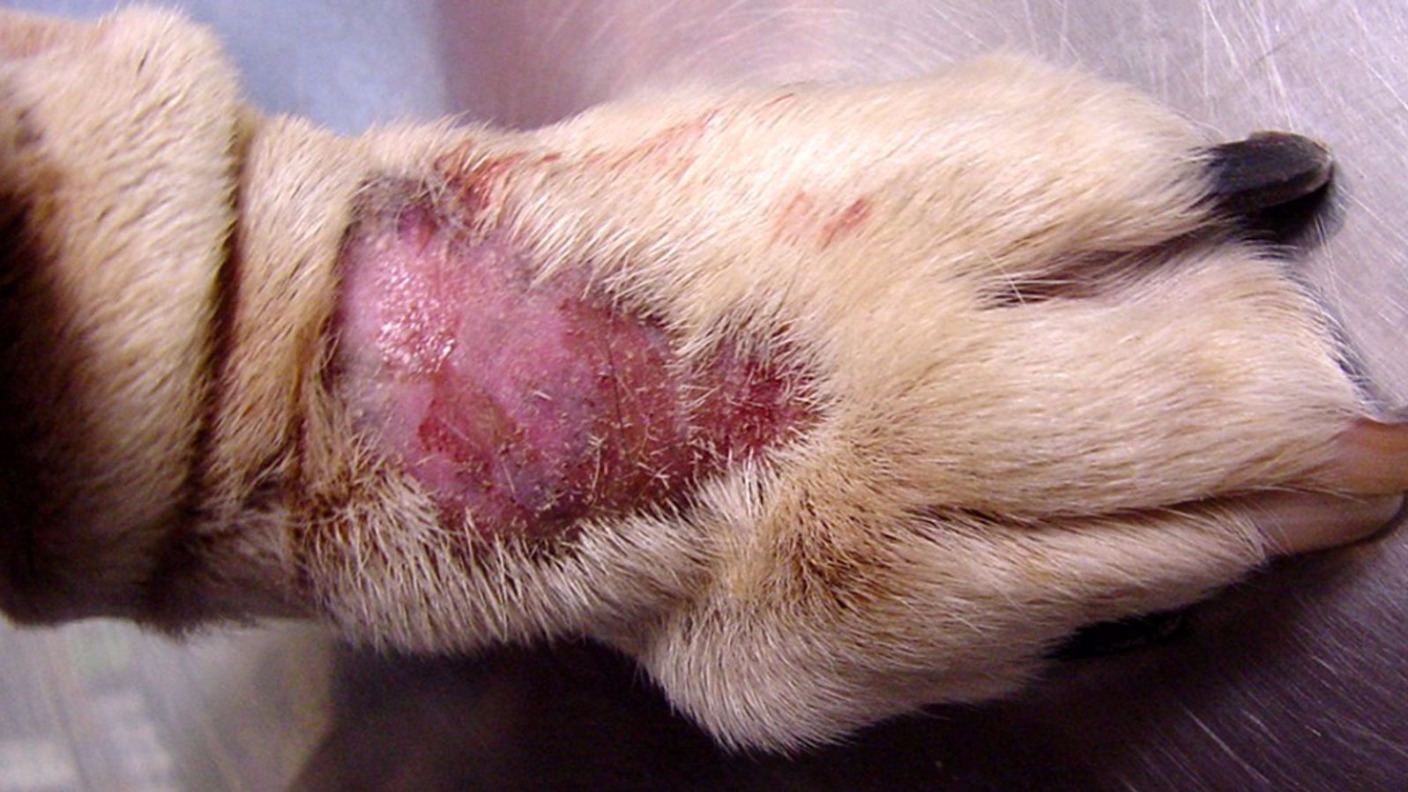 how do i know if my dog has alabama rot