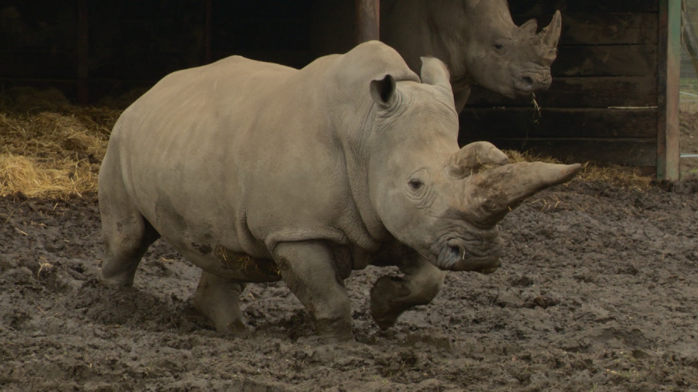 Park hires in randy rhino in hope of a pregnancy | ITV News Anglia