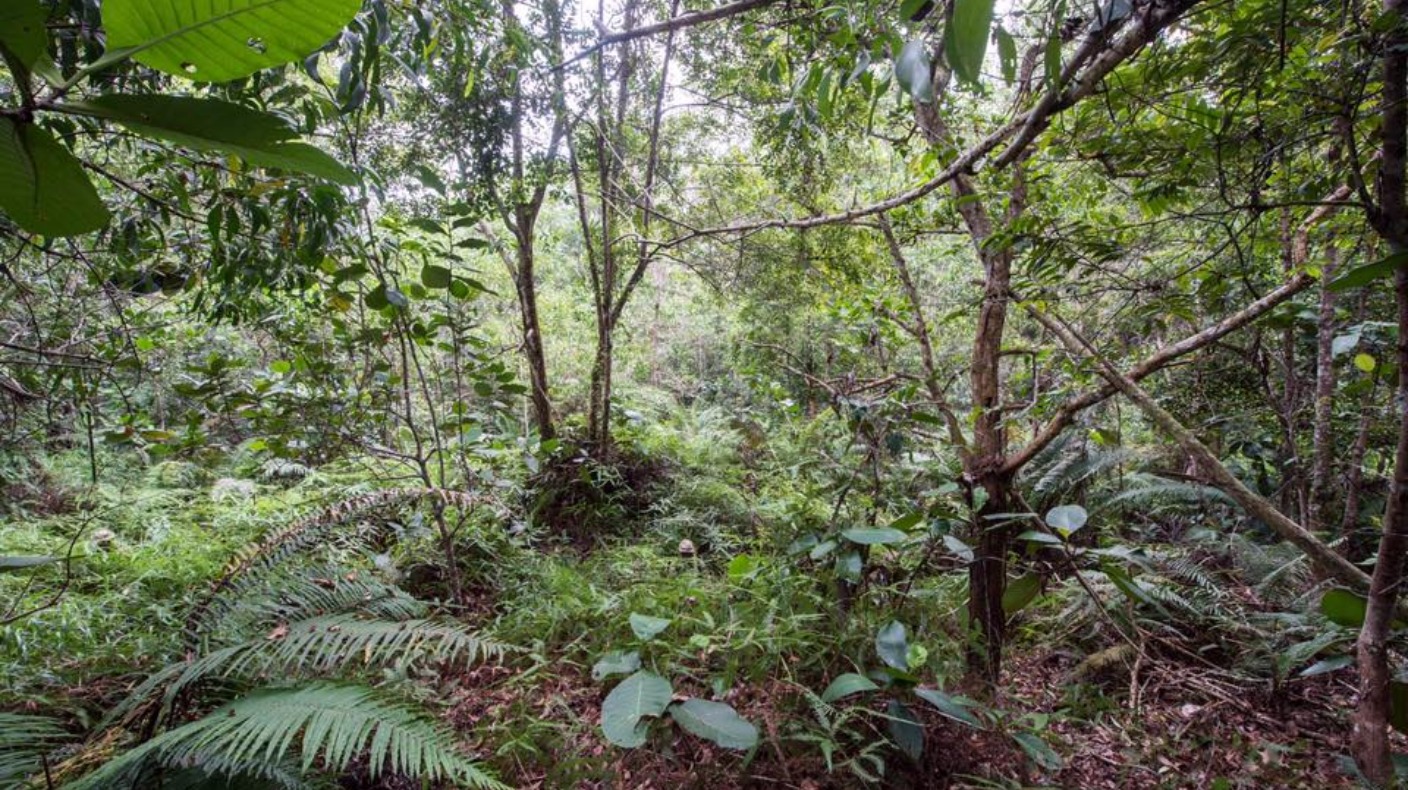 Can you spot the 12 camouflaged soldiers hiding in the jungle? | ITV ...