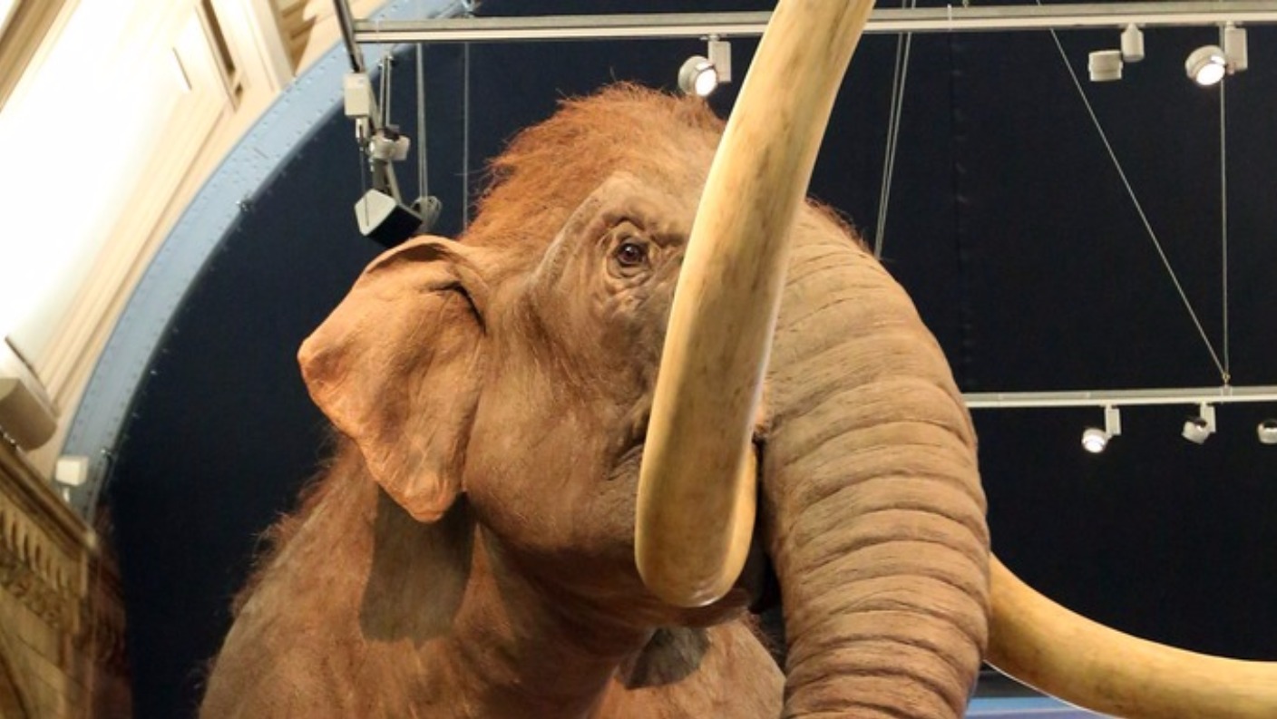 Woolly mammoth hybrid embryos two years away, say scientists | ITV News