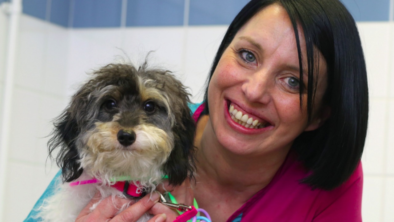 Are Glow Sticks Dangerous For Dogs