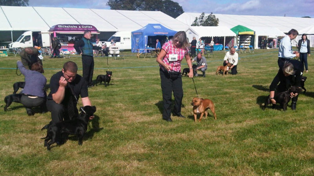 Darlington Dog Show ITV News Tyne Tees