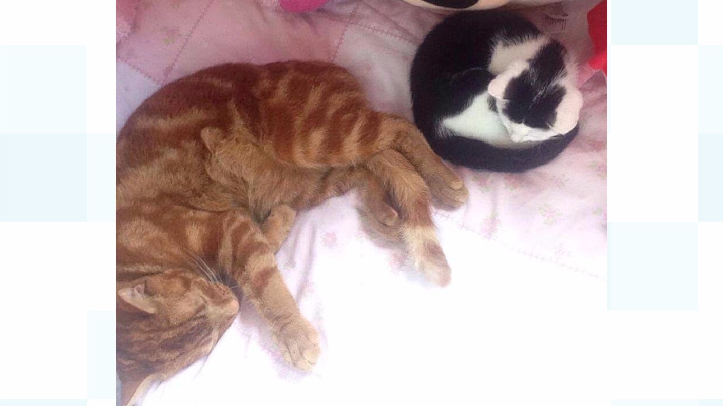 Series of cat deaths from poisoning in same Essex street ITV News London