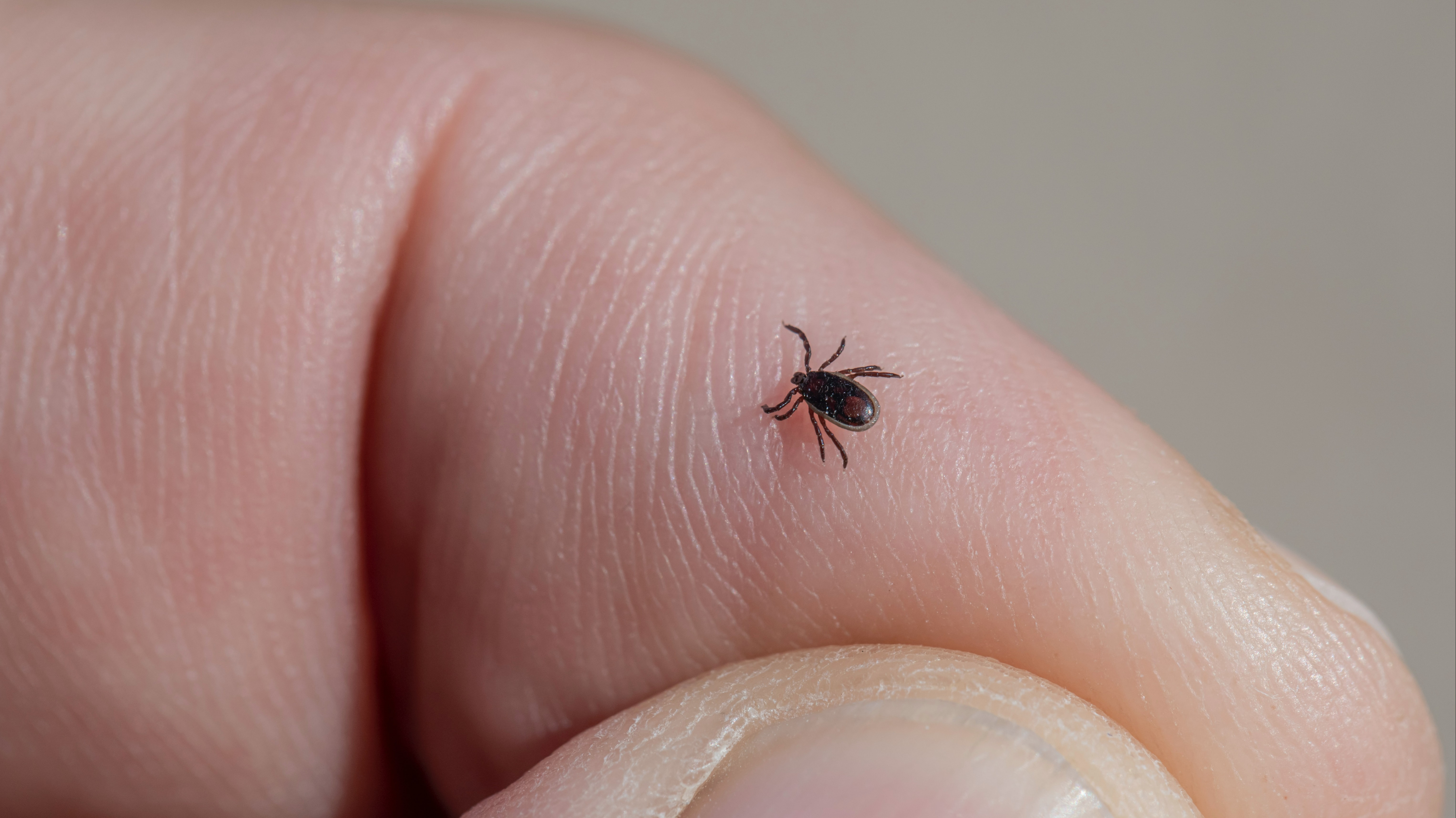What Is Tick Borne Encephalitis And How Many People Have Been Infected