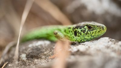 A Sand Lizard - PA images, Meridian