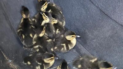 BPM MEDIA - Ducklings found by Gloucestershire Police