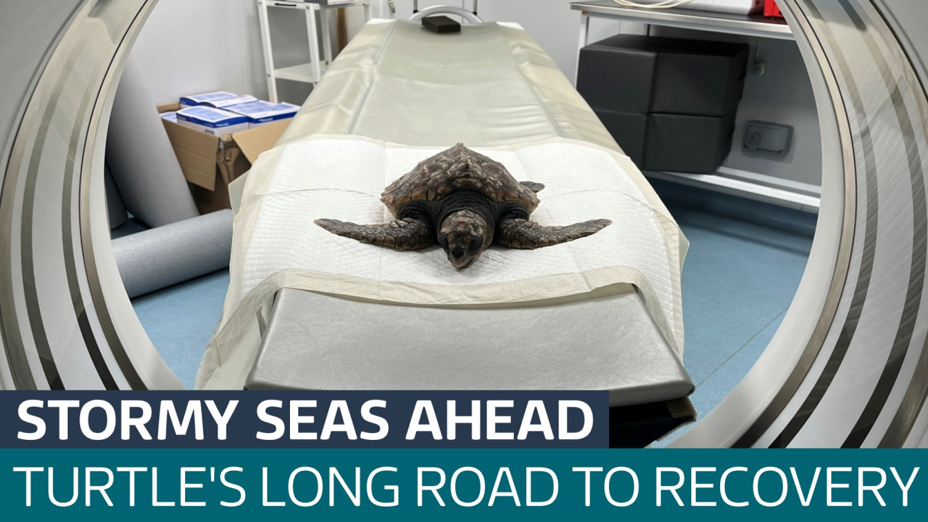 Community rally to save turtle stranded during Storm Goretti - Latest ...