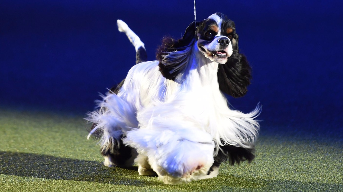 Crufts 2017: American Cocker Spaniel Afterglow Miami Ink takes top