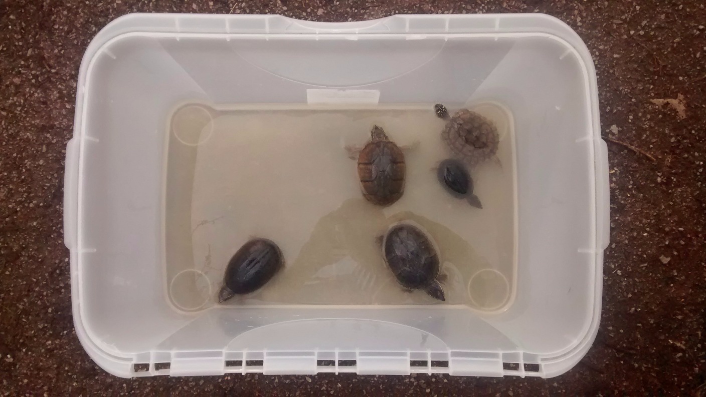 Five turtles abandoned at side of busy road | ITV News Central