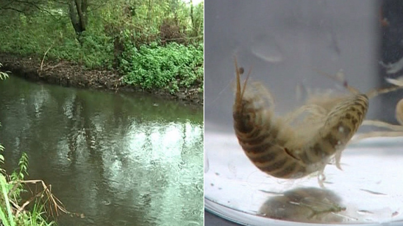 Campaign Launched To Protect The Broads From 'destructive' Invasive ...