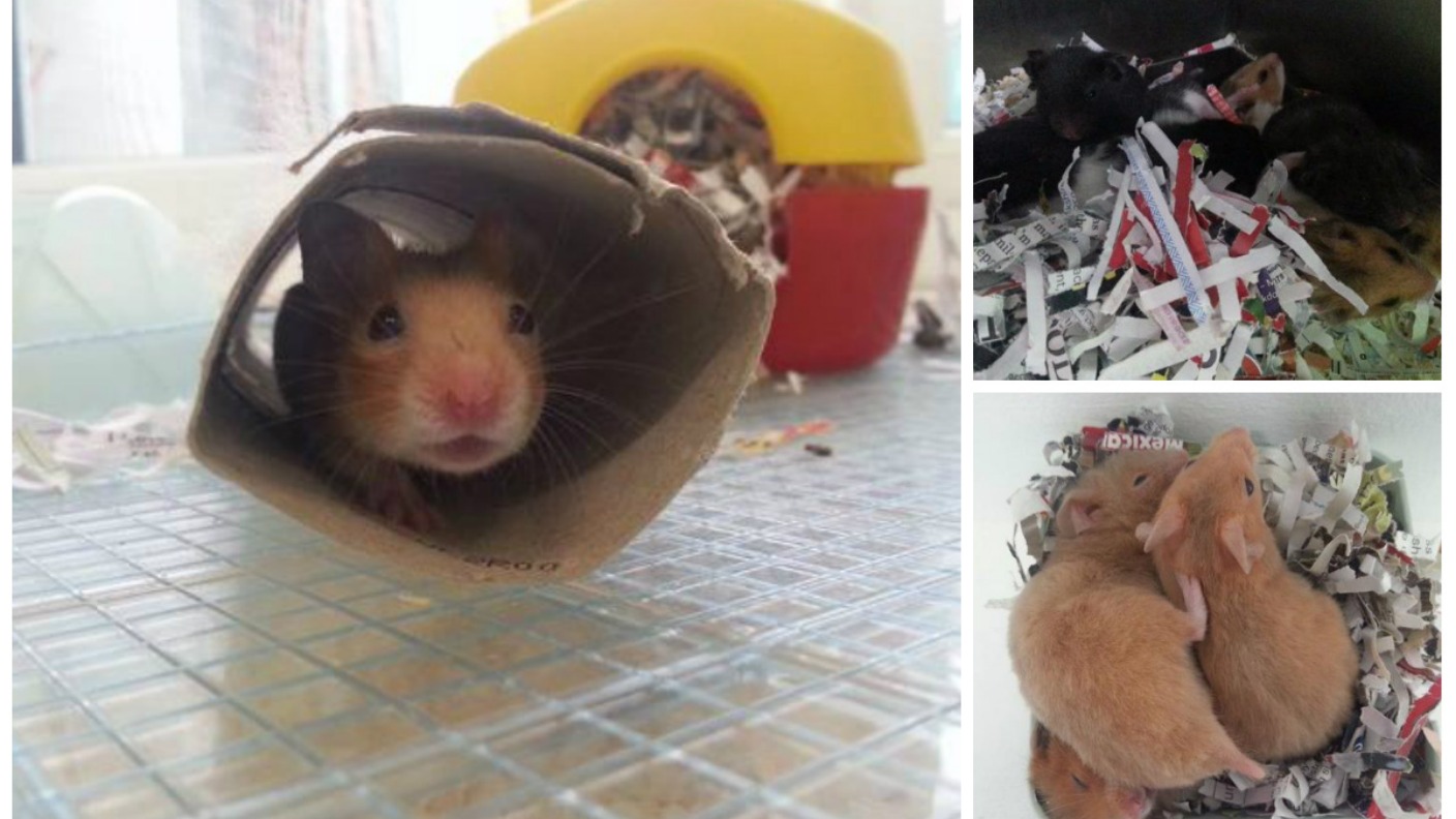 rspca hamsters for adoption