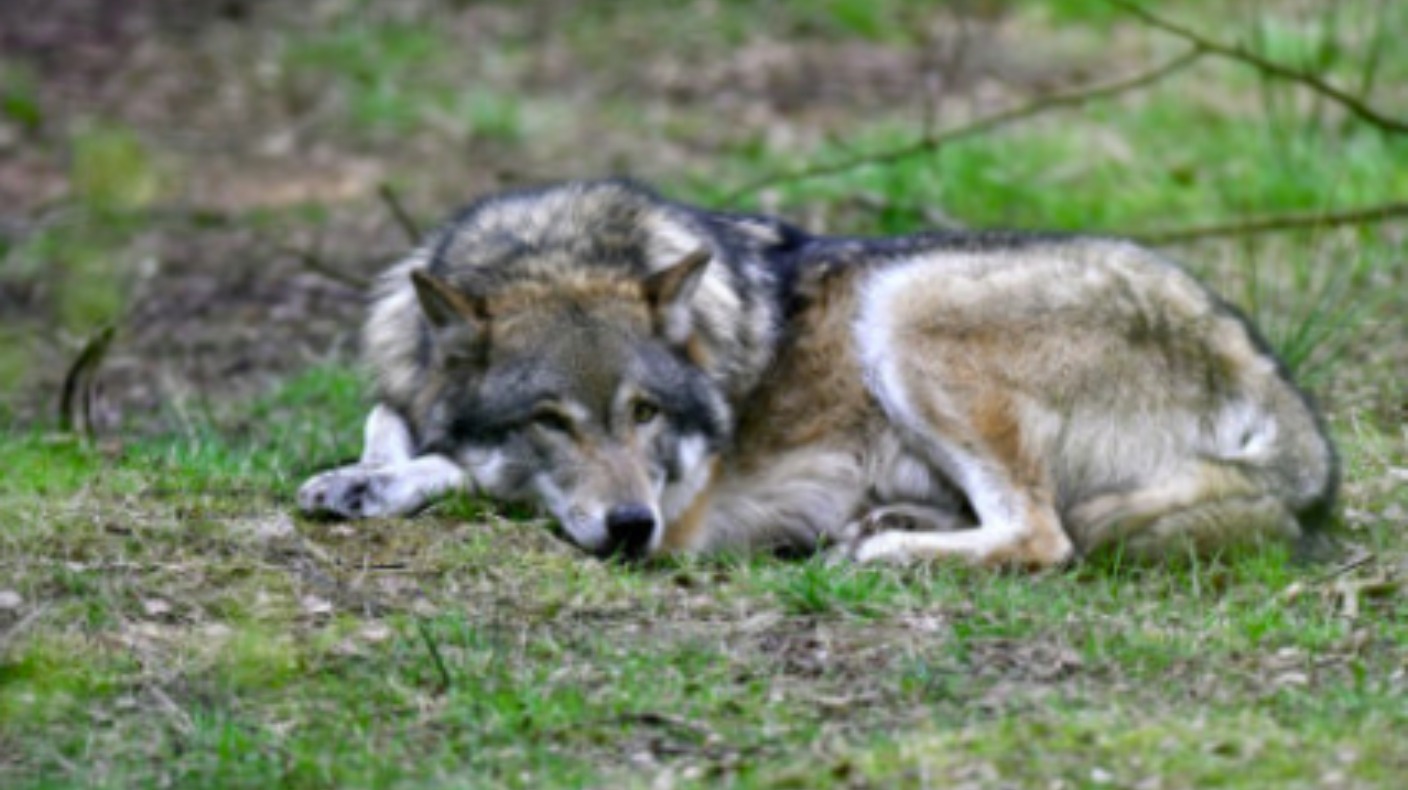 Suffolk to remain ‘wolf-free’ after April pranksters get walkers ...