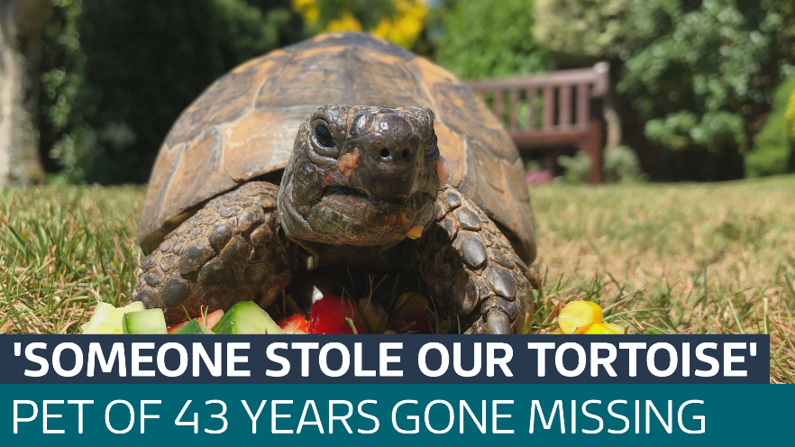Family distraught after pet tortoise of four decades 'stolen' - Latest ...