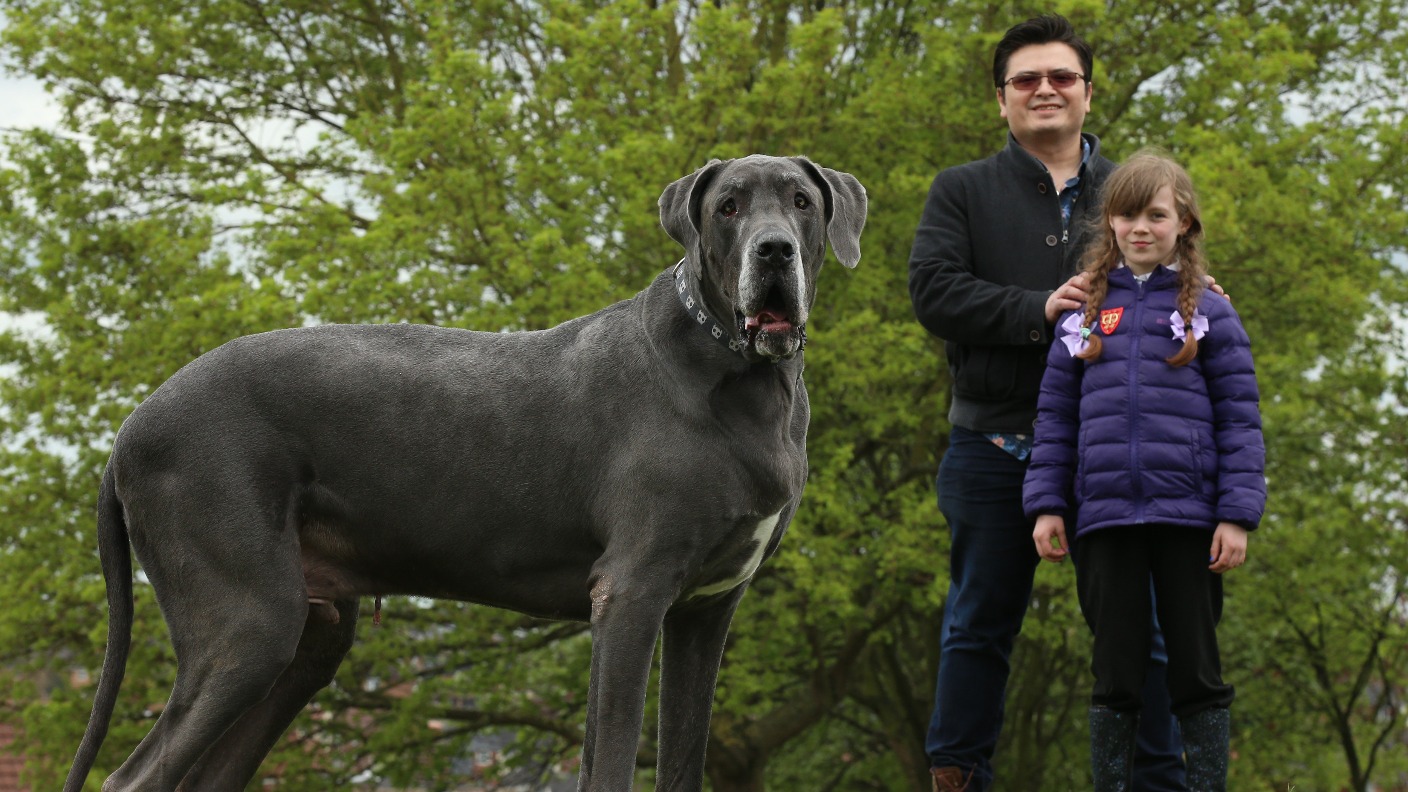 Самая высокая собака10