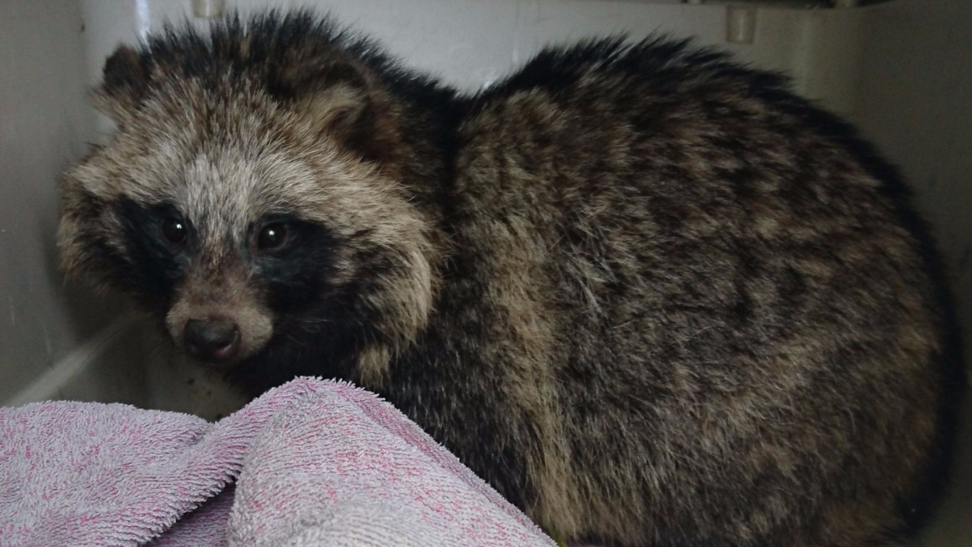 RSPCA warning after raccoon dog found in Lincolnshire | ITV News Calendar