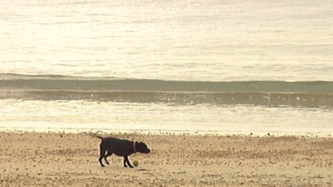 Dog owners reminded of beach restrictions in Guernsey ITV News Channel