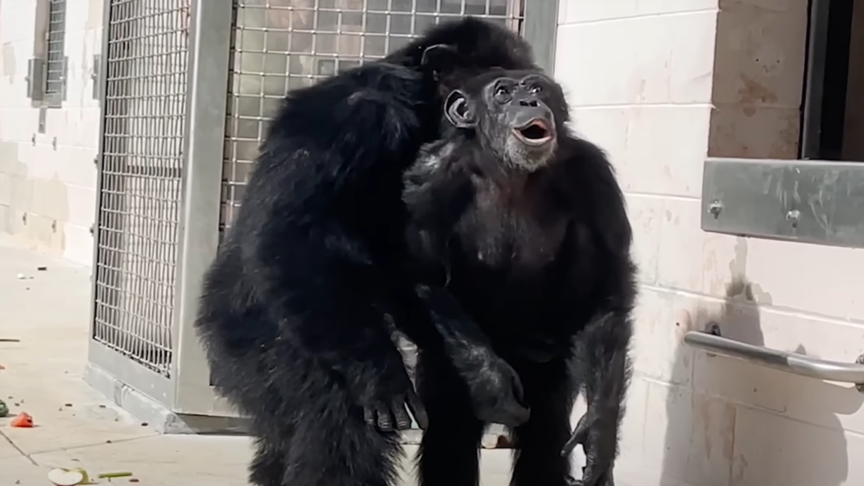 Chimpanzee sees sky for first time in her life after being caged for 28