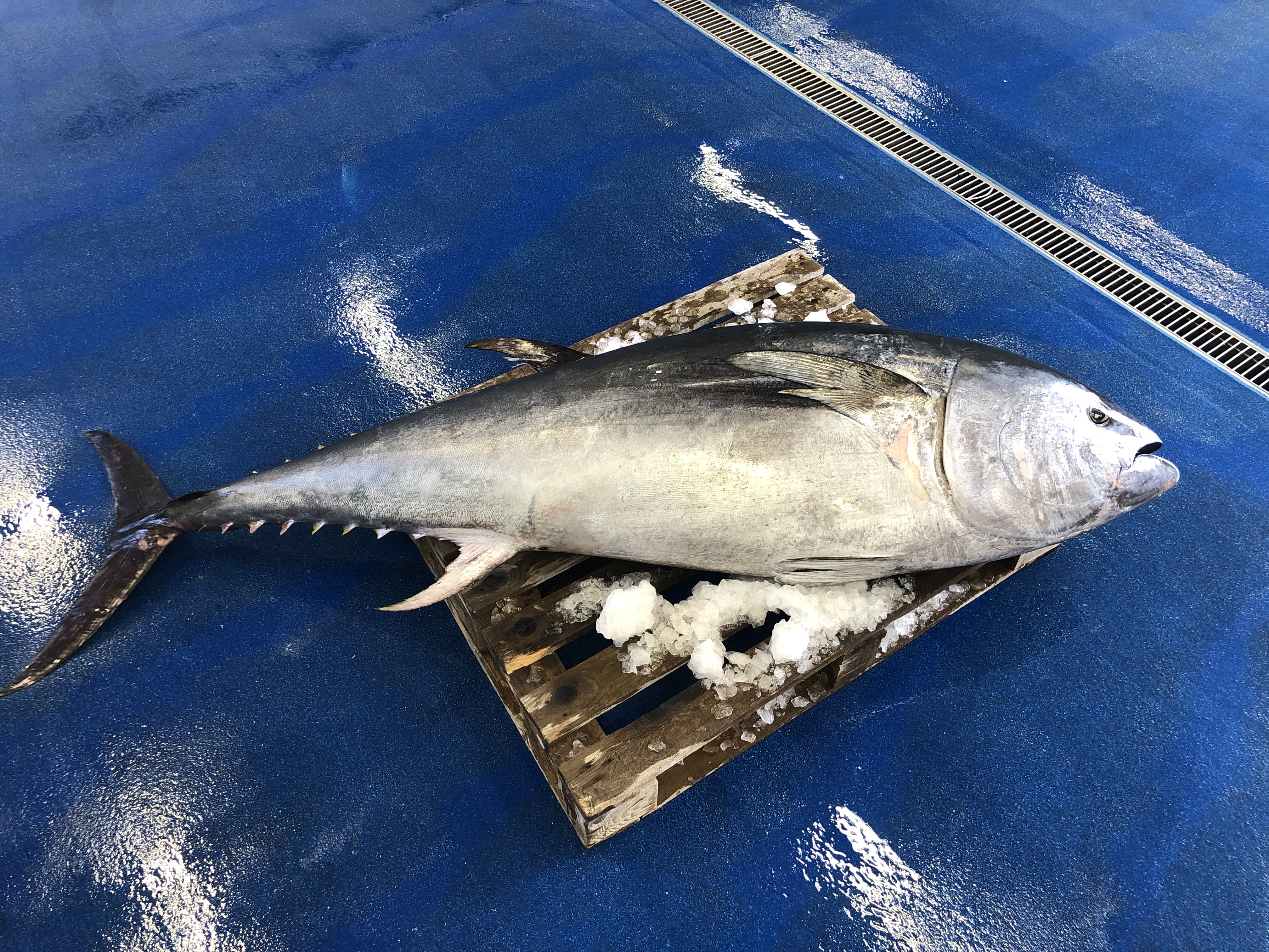 200kg Atlantic bluefin tuna caught in South West waters for first