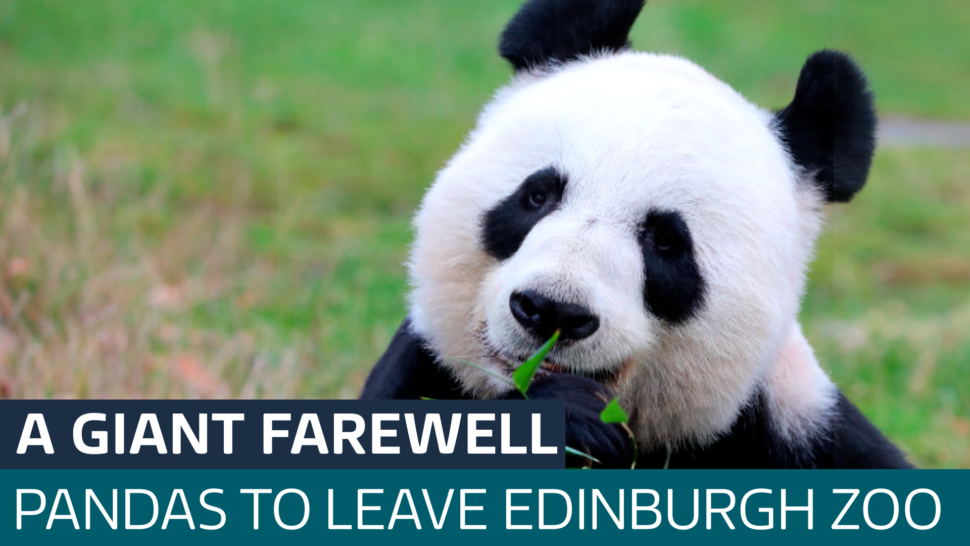 Last Chance To See Uk S Only Giant Pandas Before They Leave Edinburgh Last Chance To See Uk S Only Giant Pandas Before They Leave Edinburgh