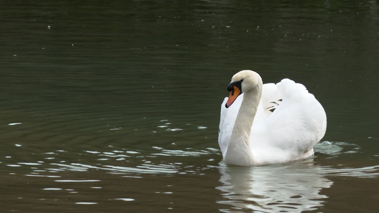 The famous 'bell-ringing' swans living at a historic palace in Wells ...