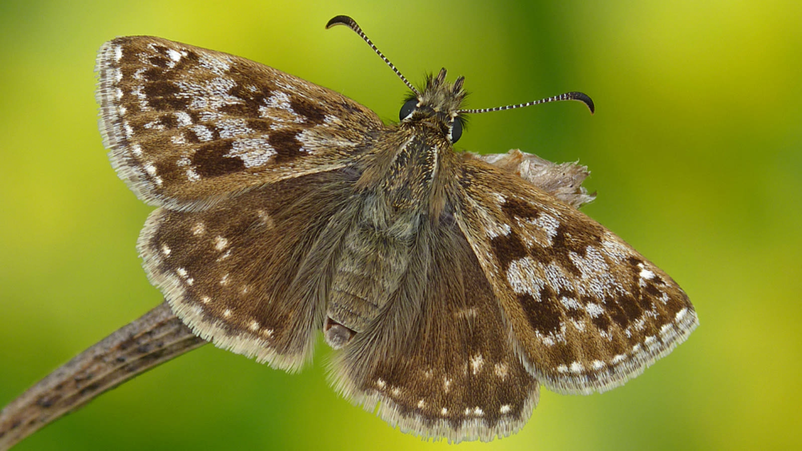 Project Two Movie 'Nature bounces back': South Downs rewilding project boosts butterfly ...
