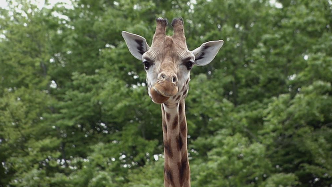 Baby giraffe finding his feet at Belfast Zoo UTV ITV News