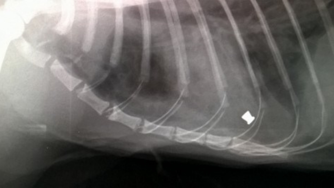 Cat shot for second time with pellet gun ITV News Central