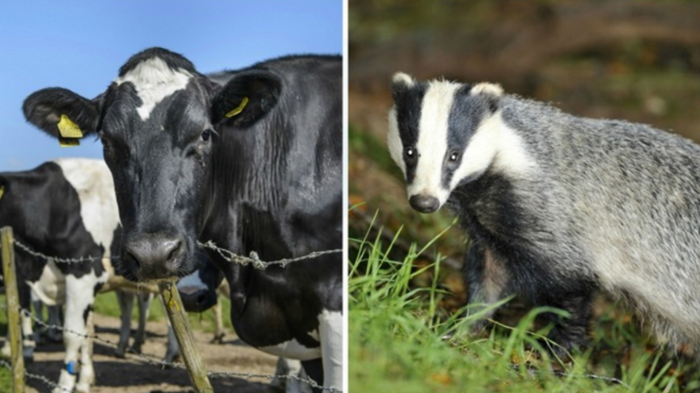 Humanely killing badgers with TB now an option | ITV News Wales