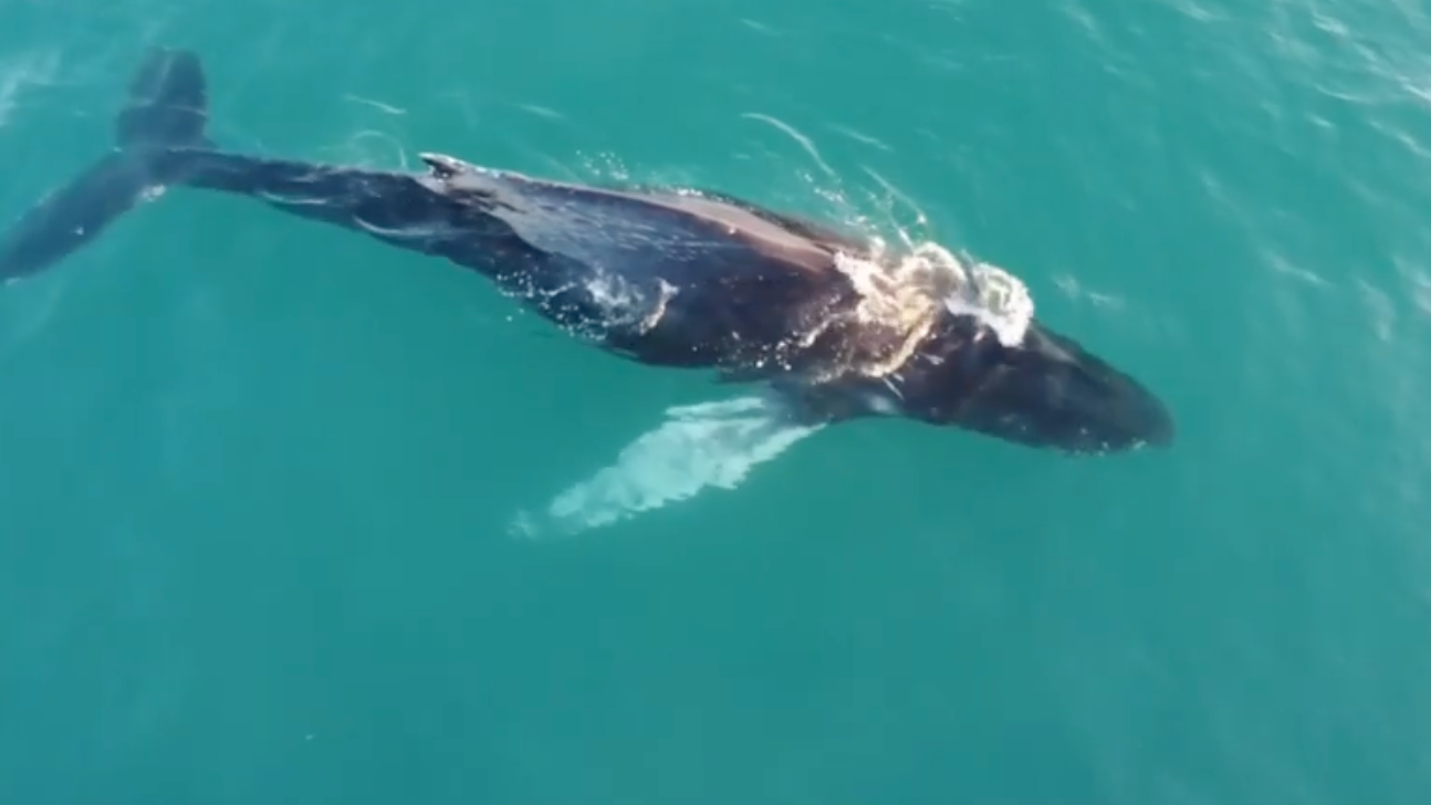 Huge Humpback Whale Spotted Off Cornwall Coast | ITV News West Country