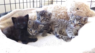 Four kittens who were fund in a carrier bag having been thrown over a six foot wall in Barnsley