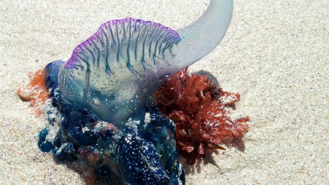 A Portuguese Man O' War Jellyfish. Pic: Dorset Council