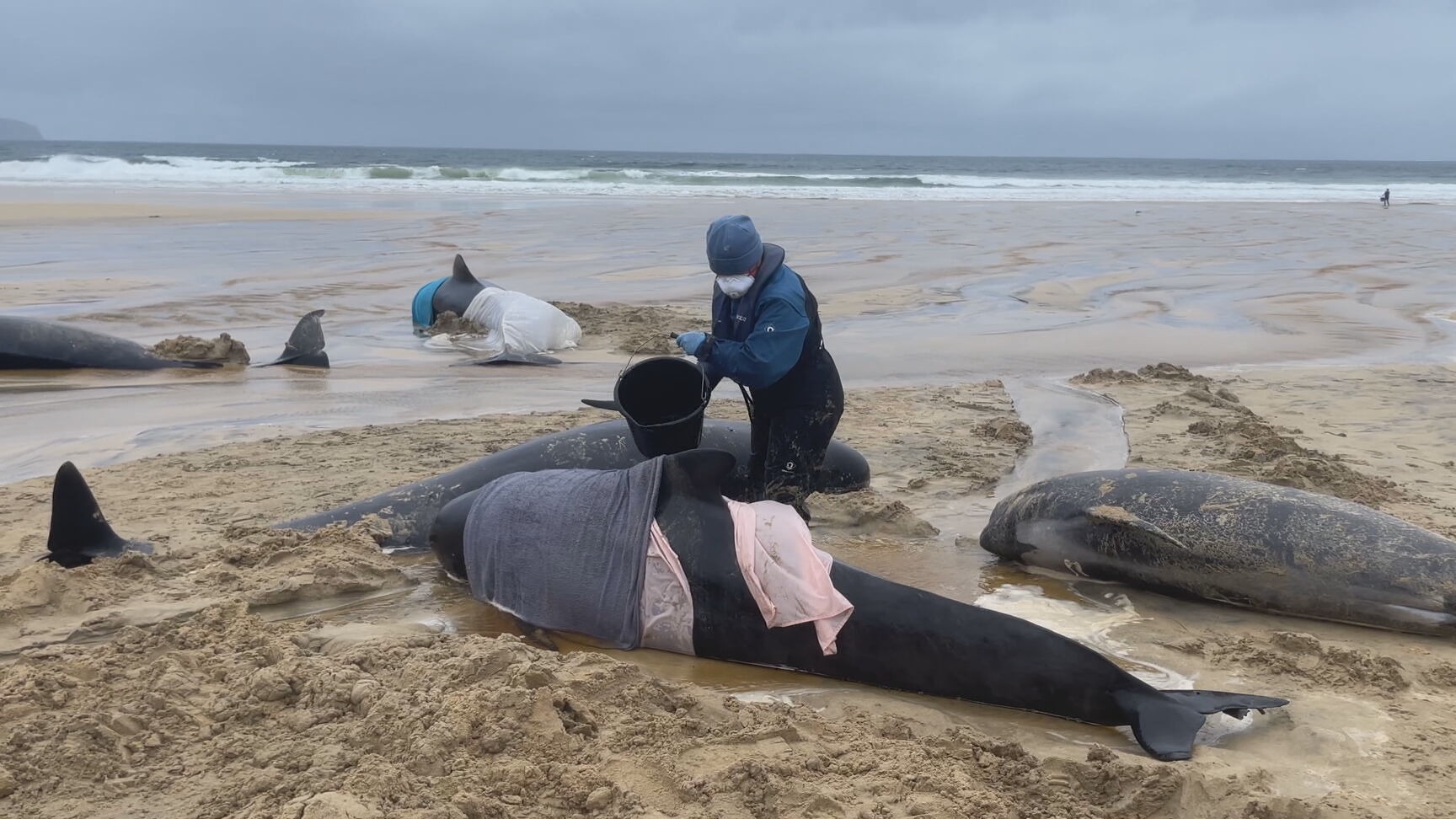 Pod of 55 pilot whales die after being stranded on a beach in Scotland