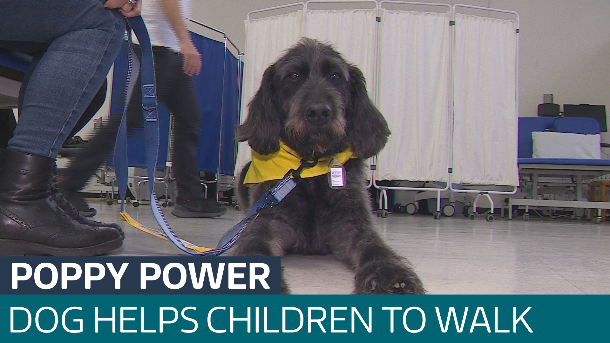 Labradoodle helps girl, 13, walk again after waking up from coma ...